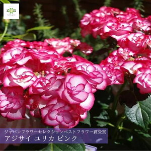 2026 ̓ AWTC A J sN 5  z  YULIKA 肩 ̓ ̓Mtg xXgt[