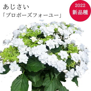 鉢 アジサイ 母の日の人気商品 通販 価格比較 価格 Com