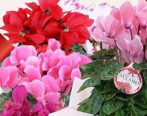 新築祝い 花 鉢植えの人気商品 通販 価格比較 価格 Com 新築祝い 花 鉢植えの人気商品 通販 価格比較 価格 Com