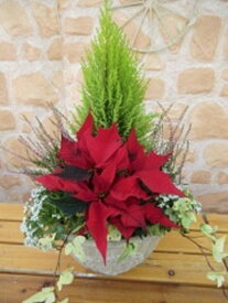 楽天市場 寄せ植え クリスマスの通販