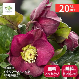 y12/4 20:00`23:59!!X^[g_bVN[|z NX}X[Y IcefNroses XKN C^A[m xmb^ A 4.5 JԊ ԕt  p p v[g 蕨 Mt