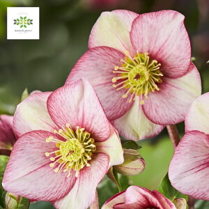 NX}X[Y IcefNroses XKN C^A[m Jb^ A 4.5 JԊ ԕt  v[g 蕨 p p Mtg