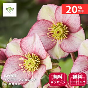 y12/4 20:00`23:59!!X^[g_bVN[|z NX}X[Y IcefNroses XKN C^A[m Jb^ A 4.5 JԊ ԕt  v[g 蕨 p p M