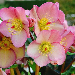 バラ 鉢植え ギフトの人気商品 通販 価格比較 価格 Com