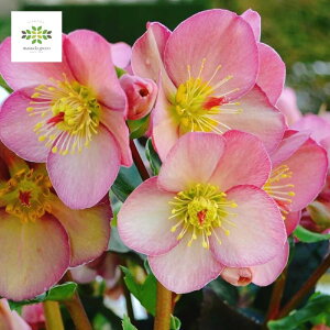 NX}X[Y IcefNroses XKN A[[[Y A 4.5  JԊ ԕt ~  A j Ε N