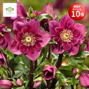 y}\ |Cg10{z NX}X[Y ̗d Vi t[[r[ 4.5  JԊ ԕt A  Ԕ  p Mtg v[g 蕨 Ε N