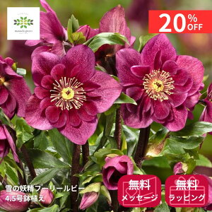 y20%OFF{N[| yVX[p[SALE12/4~12/11z NX}X[Y ̗d Vi t[[r[ 4.5  JԊ ԕt A  Ԕ  p Mtg v[g 蕨 Ε 