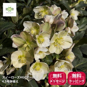 �N���X�}�X���[�Y �X�m�[���[�Y HGC �}�[���� ���A�� 4.5�� �َ�Ԍ�z�� �J�Ԋ� �ԕt�� ���A�� ���� �Ԕ� �� ����p �M�t�g �v���[���g ���蕨 ���Ε� ���N�� �~�̉� �����ɋ��� ��Ă₷��