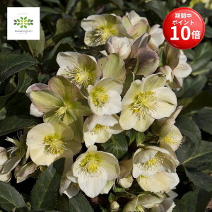 y}\ |Cg10{z NX}X[Y Xm[[Y HGC }[ A 4.5 َԌz JԊ ԕt A  Ԕ  p Mtg v[g 蕨 Ε 