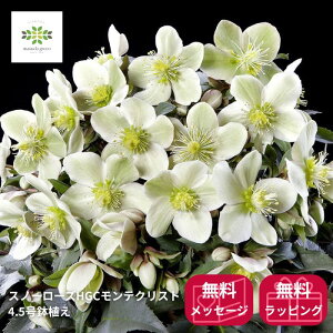 �N���X�}�X���[�Y �X�m�[���[�Y HGC �����e�N���X�g ���A�� 4.5�� �َ�Ԍ�z�� �J�Ԋ� �ԕt�� ���A�� ���� �Ԕ� �� ����p �M�t�g �v���[���g ���蕨 ���Ε� ���N�� �~�̉� �����ɋ��� ��Ă�