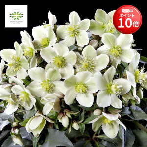 y}\ |Cg10{z NX}X[Y Xm[[Y HGC eNXg A 4.5 َԌz JԊ ԕt A  Ԕ  p Mtg v[g 蕨 