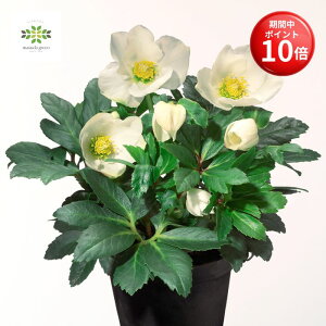 y}\ |Cg10{z ʌ NX}X[Y jQ A 4.5   JԊ p v[g 蕨 Mtg