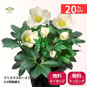 y12/4 20:00`23:59!!X^[g_bVN[|z ʌ NX}X[Y jQ A 4.5   JԊ p v[g 蕨 Mtg