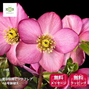 NX}X[Y ̗d Vi sNtA 4.5  JԊ ԕt A  Ԕ  p Mtg v[g 蕨 Ε N ~̉ ɋ Ă₷