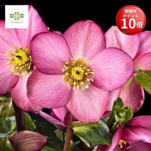 y}\ |Cg10{z NX}X[Y ̗d Vi sNtA 4.5  JԊ ԕt A  Ԕ  p Mtg v[g 蕨 Ε N 