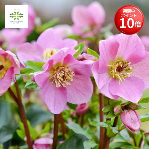 y}\ |Cg10{z NX}X[Y x_[sN A 4.5  JԊ ԕt p v[g 蕨 Mtg