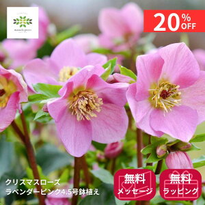 y12/4 20:00`23:59!!X^[g_bVN[|z NX}X[Y x_[sN A 4.5  JԊ ԕt p v[g 蕨 Mtg