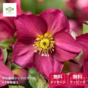 NX}X[Y IcefNroses XKN bh}X A 4.5  JԊ Ԕ  ԕt Vi