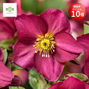 y}\ |Cg10{z NX}X[Y IcefNroses XKN bh}X A 4.5  JԊ Ԕ  ԕt Vi