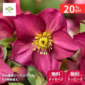 y12/4 20:00`23:59!!X^[g_bVN[|z NX}X[Y IcefNroses XKN bh}X A 4.5  JԊ Ԕ  ԕt Vi