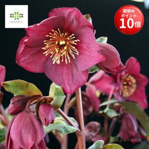 y}\ |Cg10{z NX}X[Y IcefNroses XKN bh A 4.5  JԊ ԕt p p v[g 蕨 Mtg