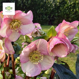 NX}X[Y IcefNroses XKN C^A[m [b^ A 4.5  JԊ ԕt p v[g 蕨 Mtg