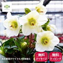 クリスマスローズ Ice’Nroses 氷の薔薇 ホワイト 鉢植え 開花株 花付き 4.5号 送料無料 自宅用 プレゼント 贈り物 ギフト