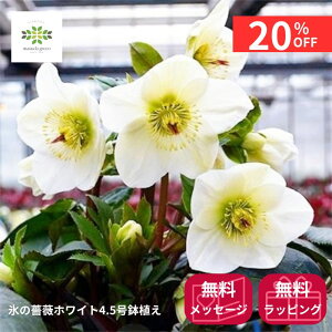 y12/4 20:00`23:59!!X^[g_bVN[|z NX}X[Y IcefNroses XKN zCg A JԊ ԕt 4.5  p v[g 蕨 Mtg