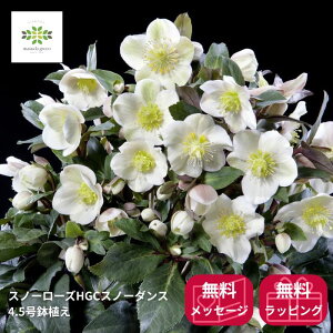 �N���X�}�X���[�Y �X�m�[���[�Y HGC �X�m�[�_���X ���A�� 4.5�� �َ�Ԍ�z�� �J�Ԋ� �ԕt�� ���A�� ���� �Ԕ� �� ����p �M�t�g �v���[���g ���蕨 ���Ε� ���N�� �~�̉� �����ɋ��� ��Ă₷