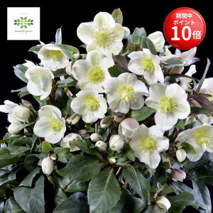 y}\ |Cg10{z NX}X[Y Xm[[Y HGC Xm[_X A 4.5 َԌz JԊ ԕt A  Ԕ  p Mtg v[g 蕨 