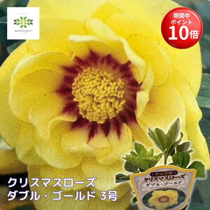 【お買い物マラソン期間 ポイント10倍】 クリスマスローズ苗 ダブル・ゴールド 3号ポット 杉山交配 クリスマスローズ 黄色系 花苗 丈夫 耐暑性 耐寒性 ガーデニング 自宅用