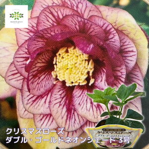 NX}X[Yc _uES[hlIVF[h 3|bg Rz ԕc v ϊ K[fjO p