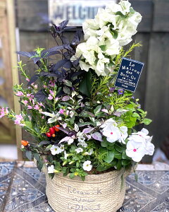 新築祝い 花 鉢植え 生花の人気商品 通販 価格比較 価格 Com