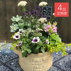 楽天市場 寄せ植え 定期の通販