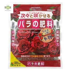 o̔엿 500g Ԃ 엿 o KN L@ L@엿   c oc A S K[fjO |