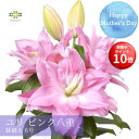 ＼今の早割16日まで！／【お買い物マラソン期間 ポイント10倍】 母の日 ユリ 鉢植え ピンク 八重 6号 送料無料 花粉が少ない 華やか 百合 ゆり ローズリリー ナタリア サラ オリエンタルリリー ギフト プレゼント 人気 贈り物 花 生花 希少 珍しい 鉢花 誕生日 お礼 お祝い