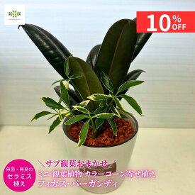 【10%OFF＋クーポン 楽天スーパーSALE6/4~6/11】 父の日 ミニ 観葉植物 フィカス・バーガンディ カラーコーン寄せ植え サブ観葉おまかせ セラミス植え セラミック鉢入 ギフト プレゼント ホワイトデー 贈り物 自宅用 リビング