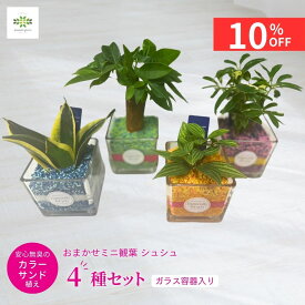 【10%OFF＋クーポン 楽天スーパーSALE6/4~6/11】 ミニ観葉 シュシュ 4種セット カラーサンド植え ガラス容器入 送料無料 観葉植物 シェフレラ ガジュマル ペペロミア サンスベリア 育てやすい 可愛い 父の日 ホワイトデー プレゼント ギフト 自宅用 リビング