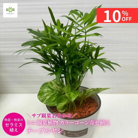 【10%OFF＋クーポン 楽天スーパーSALE6/4~6/11】 父の日 ミニ 観葉植物 テーブルヤシ カラーコーン寄せ植え サブ観葉おまかせ セラミス植え セラミック鉢入 ギフト プレゼント ホワイトデー 贈り物 自宅用 リビング