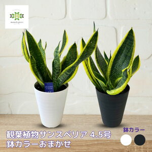 ϗtA TXxA 4.5 J[܂ zCg ubN C C A TZxA CeA  e[uTCY ֐  S lC ̓ v