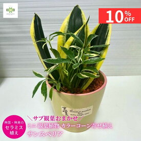 【10%OFF＋クーポン 楽天スーパーSALE6/4~6/11】 父の日 ミニ 観葉植物 サンスベリア カラーコーン寄せ植え サブ観葉おまかせ セラミス植え セラミック鉢入 ギフト プレゼント ホワイトデー 贈り物 自宅用 リビング