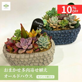 【10%OFF＋クーポン 楽天スーパーSALE6/4~6/11】 父の日 多肉植物 おまかせ 寄せ植え オールドハウス セメント鉢入 送料無料 かわいい 観葉 多肉 鉢植え リビング 玄関 窓 インテリア 自宅用 プレゼント ギフト お祝い お礼