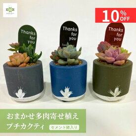 【10%OFF＋クーポン 楽天スーパーSALE6/4~6/11】 父の日 多肉植物 寄せ植え おまかせ 寄せ植え プチカクティ セメント鉢入 かわいい 観葉 多肉 鉢植え リビング 玄関 窓 インテリア 自宅用 プレゼント ギフト お祝い お礼 母の日 誕生日 入学 卒業