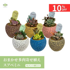 【10%OFF＋クーポン 楽天スーパーSALE6/4~6/11】 父の日 多肉植物 おまかせ 寄せ植え スアベミニ セメント鉢 かわいい 観葉 多肉 鉢植え リビング 玄関 窓 インテリア 自宅用 プレゼント ギフト お祝い お礼 バレンタイン