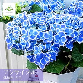 母の日 アジサイ 鉢植え ブルー 5号 送料無料 青 あじさい 紫陽花 母の日ギフト フラワーギフト プレゼント ギフト 人気 贈り物 花 生花 鉢 鉢花 誕生日 お礼 お祝い 結婚祝い