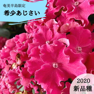 珍しい 花 鉢植えの人気商品 通販 価格比較 価格 Com