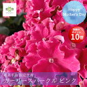 ＼今の早割16日まで！／【お買い物マラソン期間 ポイント10倍】 母の日 アジサイ 鉢植え カーリースパークル ピンク 5号 送料無料 あじさい 紫陽花 ギフト 母の日ギフト 希少 珍しい 人気 おしゃれ プレゼント 贈り物 花 生花 赤 緑 鉢花 誕生日 お礼 お祝い 産地限定