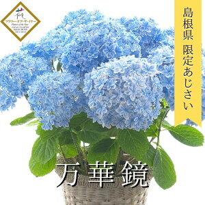生花 アジサイ 母の日の人気商品 通販 価格比較 価格 Com