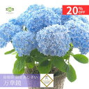 【20%OFF＋クーポン 楽天スーパーSALE 3/4~3/11】 2026 母の日 アジサイ 鉢植え 万華鏡 ブルー 5号 送料無料 大人気 紫陽花 あじさい 島根県限定 産地限定 希少品種の紫陽花！フラワー・オブ・ザ・イヤー受賞の銘花！ 母の日ギフト プレゼント