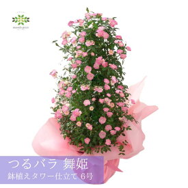 母の日 つるバラ《 舞姫 》タワー仕立て 6号 送料無料 ミニバラ ピンク ばら 薔薇 5月 母の日ギフト プレゼント ギフト 人気 ローズ 贈り物 花 生花 鉢 鉢花 誕生日 お礼 お祝い 父の日 結婚祝い 八重